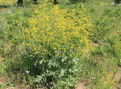 В Ростовской области водится редкое растение из семейства капустных катран коктебельский
