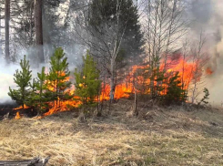 Устроившего масштабный лесной пожар мужчину в Ростовской области отправили в колонию строгого режима