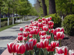 Весной 2021 года в Ростове пообещали посадить почти миллион цветов