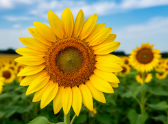 Экспорт донского подсолнечника рухнул в 12 раз в 2025 году