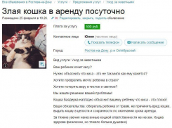 Злую кошку сдают в аренду в Ростове: животное превращает мечту детей в страх