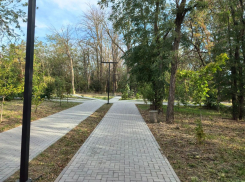 В Аксае продолжают обновлять улицу Ермака: аварийные деревья заменят новыми