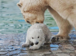 После трагедии в Екатеринбурге посетителей ростовского зоопарка попросили не кормить животных