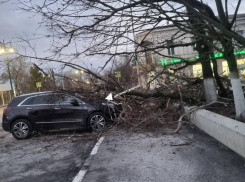 Дерево рухнуло на автомобиль туристов из Ростова у Вознесенского собора в Новочеркасске