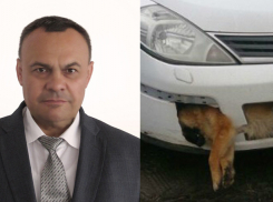 Депутат-единоросс оказался владельцем автомобиля с собакой в бампере из Ростовской области