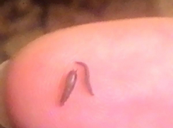 В Железнодорожном районе из крана идет вода с личинками