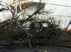 Автомобиль и салон красоты пострадали при обрушении дерева-гиганта в Ростовской области