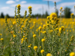 В Ростове названы районы с наибольшим количеством нескошенной амброзии