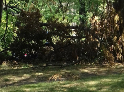 Упавшее на детской площадке дерево за два месяца не попытались убрать коммунальщики