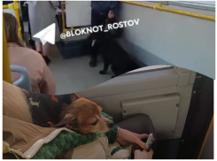 В Ростове обсуждение отсутствия намордника на собаке в автобусе вызвало скандал