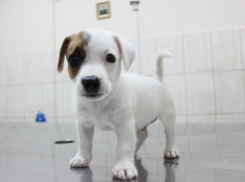 В Ростовской области 29 февраля пройдет день льготной стерилизации домашних животных 