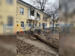 Огромное дерево рухнуло на многоквартирный дом в Ростове