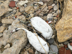 Секрет засыпанного трупами птиц побережья раскрыли чиновники Таганрога