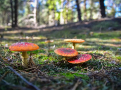 Как найти грибные места в Ростовской области и выжить — советы экспертов