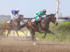 Лихие конные скачки пройдут в Ростове