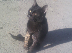 Черную кошку жестоко избили ростовские живодеры и залили ей лапу монтажной пеной