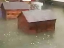 Ростовский центр безнадзорных животных затопило сильным ливнем