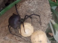 Страшная пузатая паучиха с огромными яйцами вызвала желание у ростовчан уехать на «другую планету»