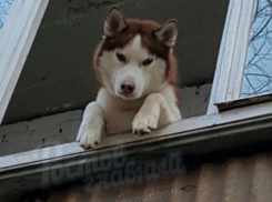 Сибирский хаски на балконе многоэтажки вызвал «резвые» эмоции в соцсетях Ростова