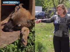 Трупами погибших от крысиного яда щенков препятствуют размножению собак в Ростове, - Людмила Баранова