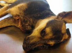 Собаку с перерезанным горлом усыпили в Ростове 