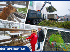 Новогодние ели ростовчан стали кормом для альпак, камерунских коз и попугаев