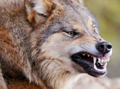 Бешеный волк едва не разорвал пасечника в Ростовской области