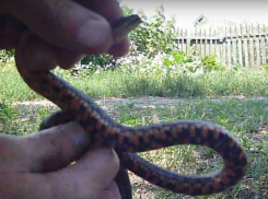 Смертельно опасную зоовикторину устроил поймавший неизвестную змею дачник в Ростове