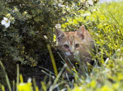Ясно и жарко: какая погода ждет ростовчан в воскресенье, 28 июня