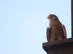 В центре Ростова на крыше элитного ЖК поселилась соколиная семья