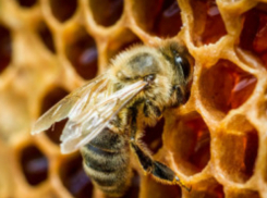 Мед с превышенным содержанием антибиотиков может попасть на рынки Ростовской обалсти