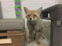 Переживший семейную драму лис Чак потерялся во время прогулки с хозяевами в Ростове