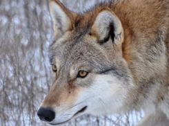 Золотая волчица Альма из Ростова превратилась в кинозвезду и попала в топ-100 лучших фото