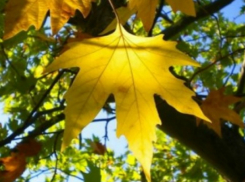 Теплая погода с ярким солнцем порадует ростовчан в праздничные выходные