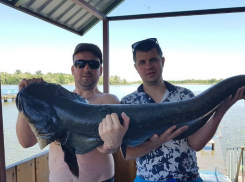 Гигантский сом, выловленный в Дону, взбудоражил воображение ростовских рыбаков