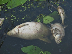 Ростовчане бьют тревогу из-за массовой гибели рыб на Северном водохранилище  