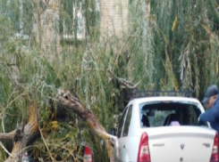 Огромное дерево-убийца разбомбило два припаркованных автомобиля в Ростовской области