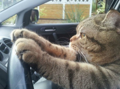 Нужно ли выбросить детское автокресло или кого порадуют новые ПДД