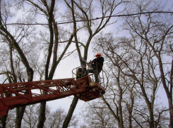 Ростовчане надеются, что непогода раньше властей не разберется с аварийными деревьями 