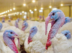 «Евродон» перешел под контроль Россельхозбанка