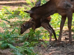 В зоопарке Ростова родился марал