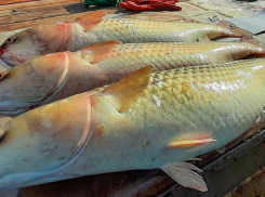 Запасы пиленгаса увеличились в Ростовской области на 26%