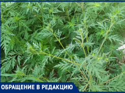 Жители Ростова пожаловались на растущую кустами амброзию