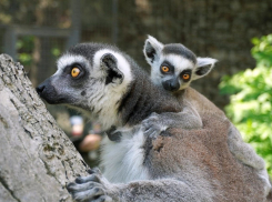 В Ростовском-на-Дону зоопарке в семье лемуров Стивена и Флоры родился малыш 