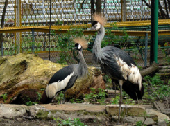 Два журавля и кенгуру стали новыми обитателями ростовского зоопарка