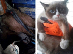 Знаменитого Угрюмого кота обнаружили в машине «скорой» Ростова