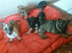 Первый центр по работе с бездомными животными открывается в Ростове