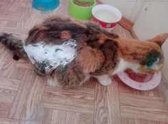 Юная живодерка в Таганроге устроила своей трехцветной кошке ад в микроволновке