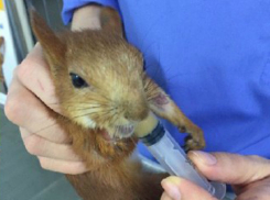 Ростовчане смогли вылечить и приручить дикую городскую белку 