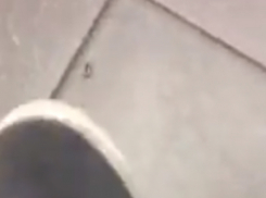 Снующее по Шаурмаркету маленькое насекомое вызвало большое отвращение у ростовчан на видео